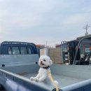 뽀식이네식당 이미지