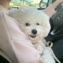 유산균약국 | 트리코모나스 질염 [증상 및 원인, 약국약 질유산균 총 후기]