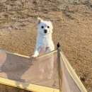 오렌지애견 | 광주 광산구 애견카페 추천｜오렌지카페 실외운동장 후기 (나주혁신도시 근처)