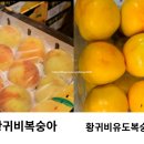 백천식품 | 황귀비복숭아 vs 황귀비유도복숭아, 뭐가 다를까? 골드피치 복숭아 치유농업자원17