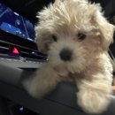텅 빈 집을 웃음으로 채워준 우리 막내🐶 도그마루에서의 첫 만남 후기