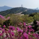 황령산 벚꽃약수터 이미지