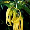 일랑일랑 이미지