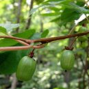 관절염과 통풍의 명약 개다래와 쥐다래 이미지