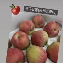 짱구청과 - 영광군 봉덕로9길 8 | 짱구청과