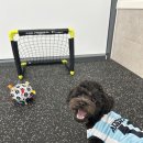 일보시개 24시 애견호텔&애견유치원 이미지