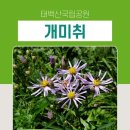 산야초 효소 및 효능 98종류중 49ㅡ무릇 혈액순환 관절염ㅡ쑥 위장을 다스림ㅡ막살이* 해독 기관지 폐를다스림ㅡ곰보배추*기침 감기 기관지 이미지