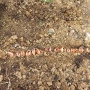 골오기네뜰 이미지