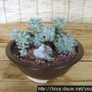 인우카센타 이미지