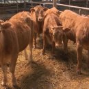 한우농장 이미지