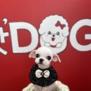 핫도그애견샵 이미지