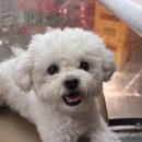 국립검마산자연휴양림 | 동반 가능한 청송·영양 여행코스 추천🐶 | 원조신촌식당 닭불고기+연당림카페+검마산 자연휴양림 후기