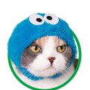 고양이 모자 이미지