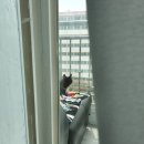 피자마루(개신사직점) 이미지