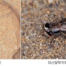 가을 메뚜기의 울음소리 이미지