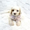 오독안심분양센터 강아지분양 고양이분양 하남점 이미지