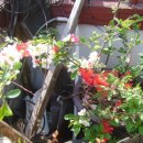 동양비닐 이미지