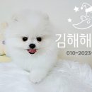 김해해피몽