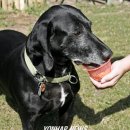 THE DOG SALON 이미지