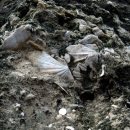 제주 서귀포층 패류화석 산지 이미지