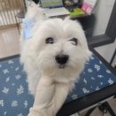 러블리 멍멍이 이미지