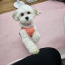 송죽미용실 - 은평구 | 복날이예요 삼계탕 잡솨요.. 7월 주간젼나