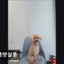 정쌤펫살롱 이미지