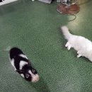 해피주 동물카페 원주점 이미지