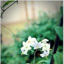 숲속건강나라 이미지