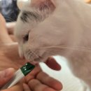 비뇨기 질환 | 고양이비뇨기츄르 챙기기 시작한 이유, 벨릭서 후기