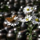 구절초가는길 이미지