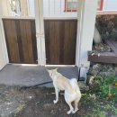 달시플러스 이미지