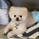 히포코코 | 강원 춘천 가볼만한 곳｜히포코코 애견카페 후기