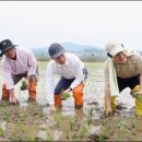 모내기 - 포천시 군내면 | 모내기