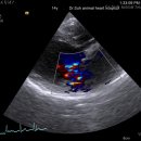 닥터서동물심장병원 이미지