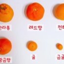 황금향