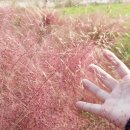 만수무강 전복삼계탕 이미지