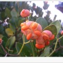 사철나무집민박 이미지