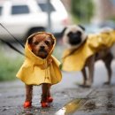 애견&만들기 이미지