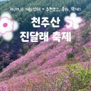천주산식당 | 경남 창원 천주산 진달래축제 등산코스,주차,개화상태 (26.04.11)