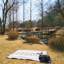 구갈레스피아 게이트볼장 | 용인 피크닉 장소 구갈레스피아 봄 나들이