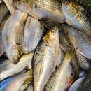 은비수산 이미지