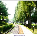 미루나무 이미지