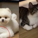 오지랖차수리