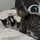 씨유약대행운점 | 약사 국시 1달 전에 무엇을 하며 보냈나요