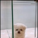 아이러브 독 이미지