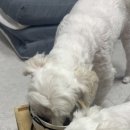 홍이삼이네 이미지