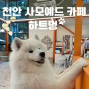 하트애견 | 천안 애견카페 사모예드카페 하트멍 후기