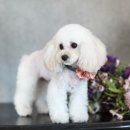 베베펫살롱 이미지