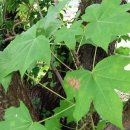 지리산 구찌네 이미지